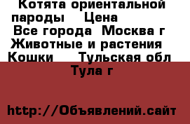 Котята ориентальной пароды  › Цена ­ 12 000 - Все города, Москва г. Животные и растения » Кошки   . Тульская обл.,Тула г.